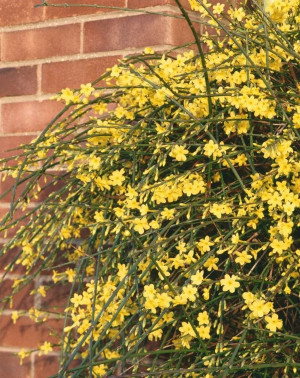 Zimski jasmin (Jasminum nudiflorum)
