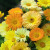 Neven (Calendula officinalis)