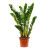 Zamija (Zamioculcas zamiifolia)